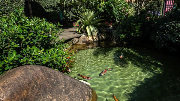 Como manter o lago com água cristalina e totalmente saudável?