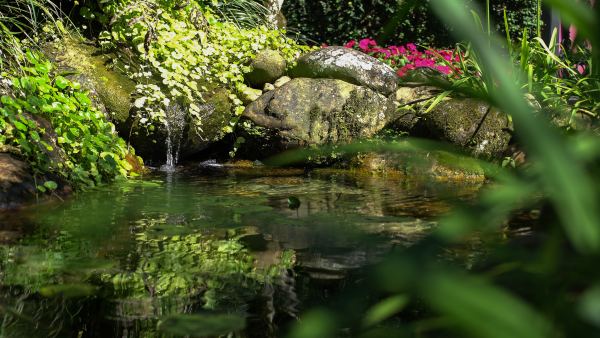 A importância das plantas aquáticas no combate às algas.