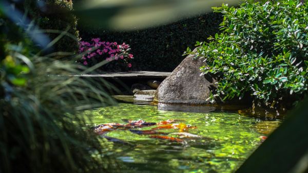 Qual a melhor escolha para decorar o fundo do lago?
