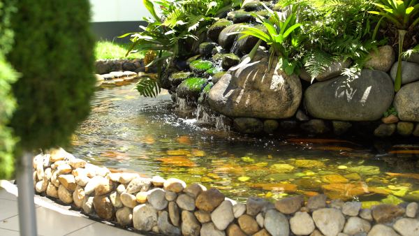 A importância do oxigênio e a temperatura para os peixes.